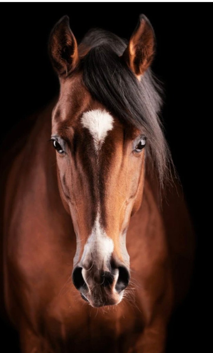‼️ Ap plkst.15 pār Rīga - Ērgļi autoceļu, pirms pagrieziena uz Ropažiem, no meža ceļa, kur ceļa norāde "Norkalni", pār ceļu pārskrēja un ieskrēja otrpus ceļam mežā skaists, tumši brūns zirgs ar sarkanbrūniem segliem, bet bez jātnieka! 🐎 Mežā viņu vairs notvert nebija iespējams,