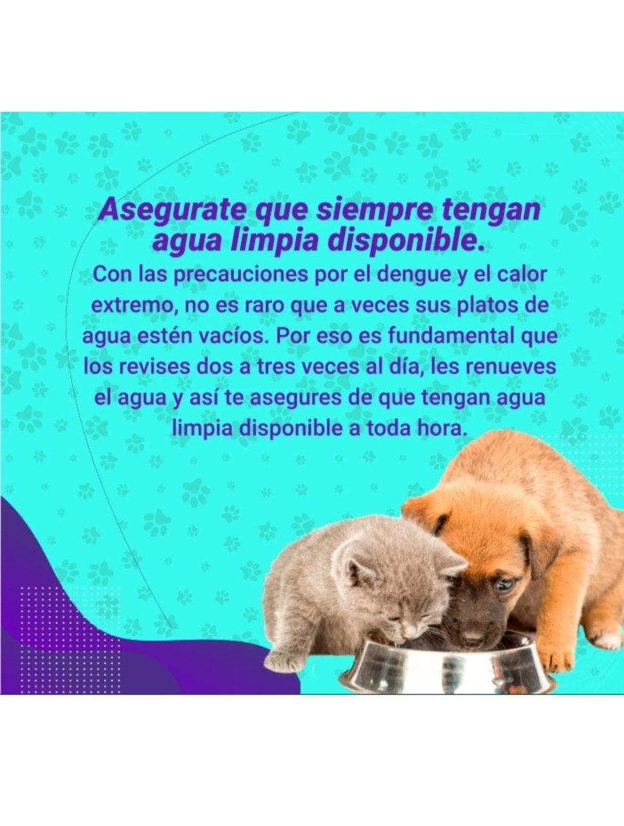 UnPocoMas's tweet image. Sugerencias 🐶🐺🐾🐦 #verano #responsabilidad