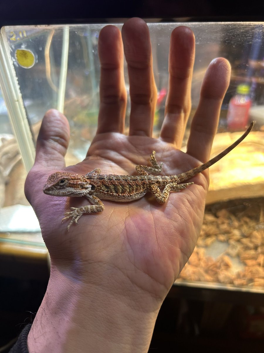 RyoIwase's tweet photo. こんばん🍷！①

🦎ベビーちゃんお迎え！
ハイポだけど、レッド系になるんかな⁉︎🤔

#フトアゴヒゲトカゲ https://t.co/iX2byPRjBx