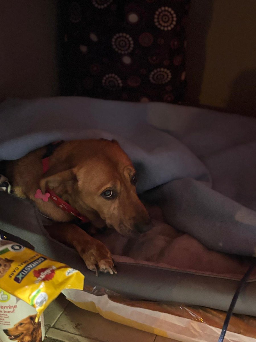 silvia mensegar tweet media