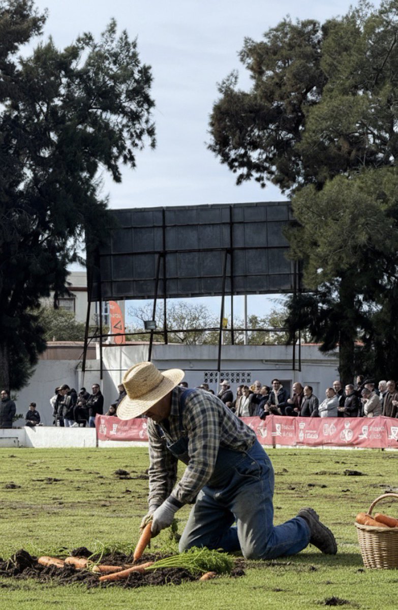 FSB1912's tweet photo. SE CONFIRMA ✅

El cesped del Municipal de Chiclana es un campo de cultivo 👨‍🌾

Al terminar el encuentro un trabajador se ha puesto a recoger zanahorias del terreno de juego ✍🏼 https://t.co/dn8AwVq6NJ