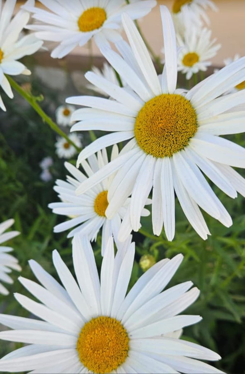 UnPocoMas's tweet image. Flores de verano 🌼🌿 - 📸 Cris #Naturaleza  #verano  #flores  #summer