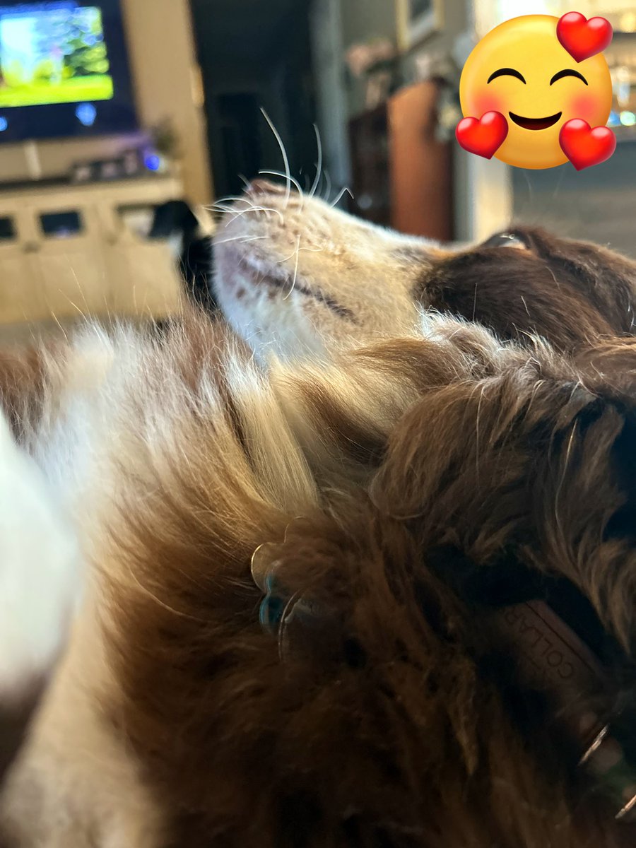 skye_mocha's tweet photo. Lazy Sunday watching TV with the hoomans. #SundayThoughts #dogsoftwitter #australianshepherd #dog #puppy https://t.co/L0GZ0fGNmx