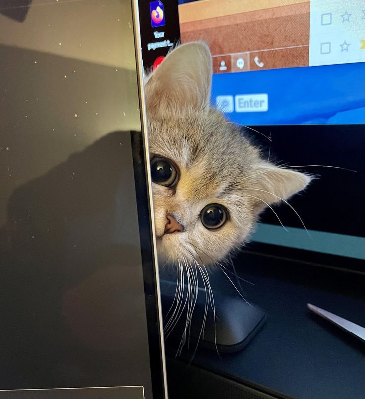 nekocatts's tweet image. 