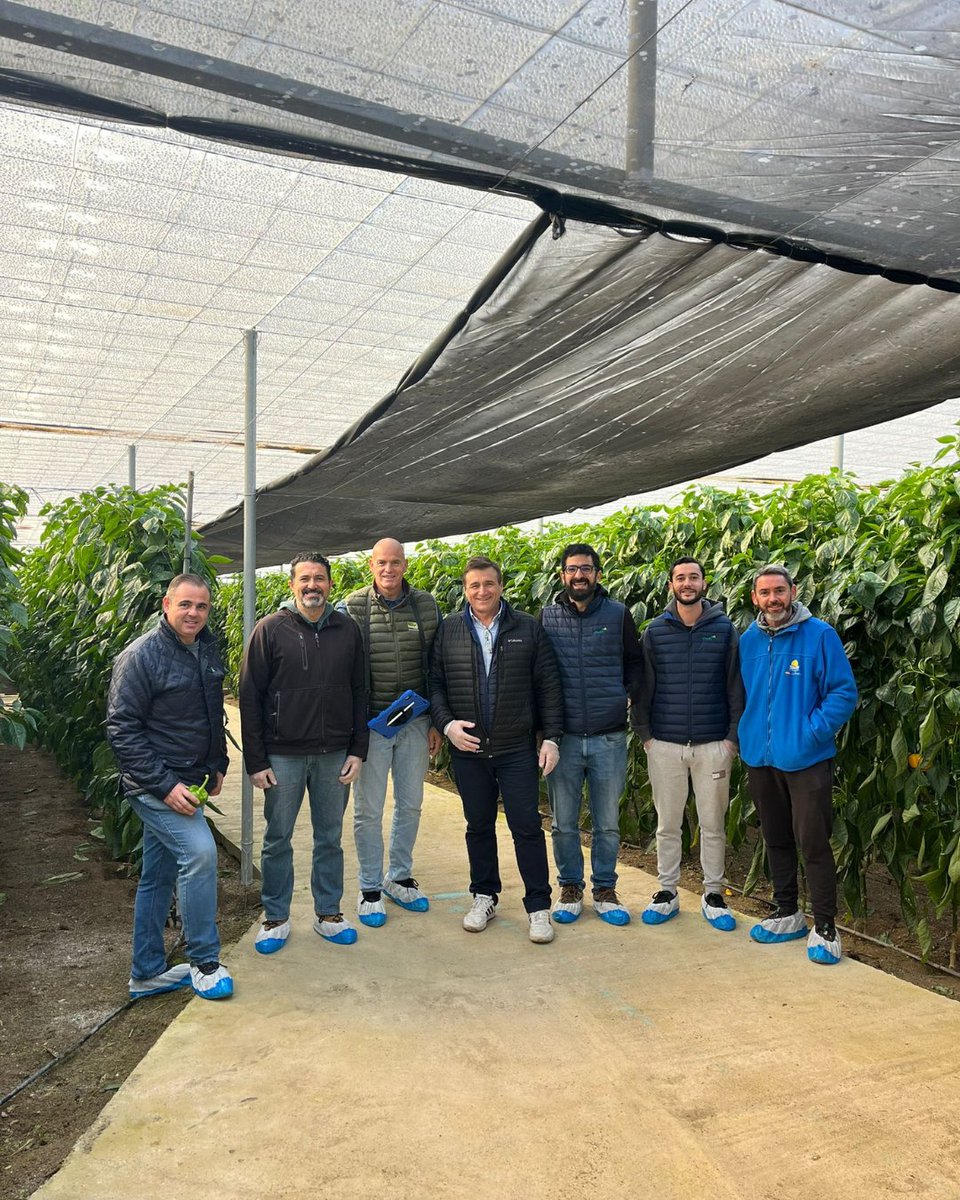 SyngentaES's tweet photo. 👨🌾 Éxito en la jornada de campo en La Mojonera (Almería), donde los agricultores pudieron conocer nuestro pimiento #Cintra para plantaciones tardías.
📲 Más info de esta variedad en la app #VegGO y web 👉https://t.co/679Z1NK2w4
¡Gracias por acompañarnos! https://t.co/2Cddq2qw6g