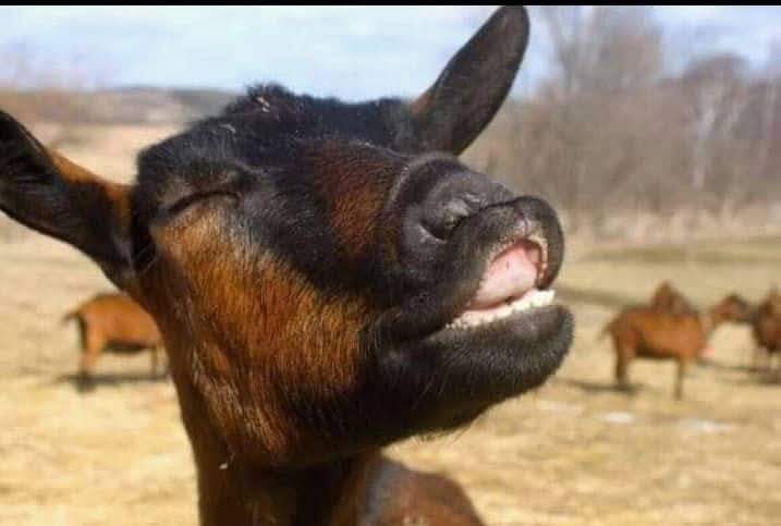 Griz_zly8's tweet image. Hii ngwai ya leo inaitisha chudai kumamaye 😂