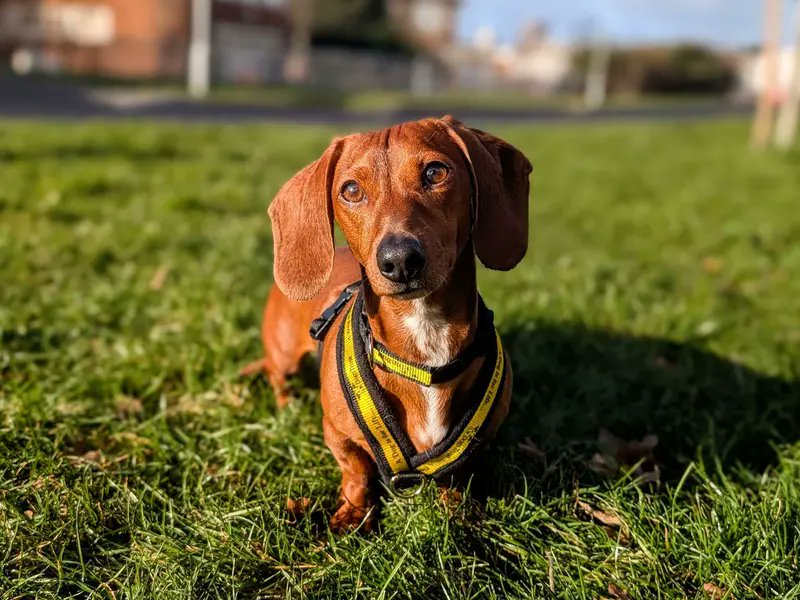DogsTrust's tweet image. Take a break from your busy day and say hello to sweet Walt 💛

He is waiting at @DTCardiff to be swept off his paws. He might need a little refresher when it comes to training, but we know he will thrive in the right home: bit.ly/4jJ6UHA