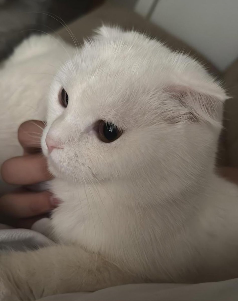 Etlik Ankara'da kayıp kedi!!! Geceleri çok soğuk, lütfen etrafımıza bakalım, evine kavuşturalım. 😪