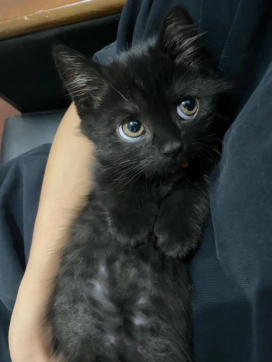 ThePetsX's tweet image. those eyes 🥹