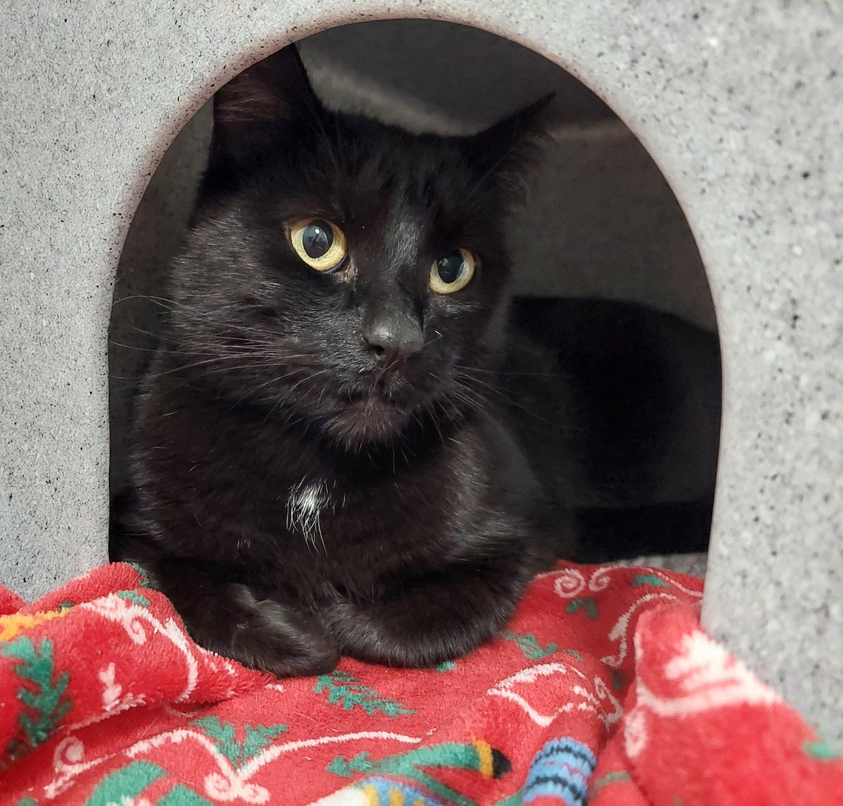 MidWarksCP's tweet image. HOME WANTED: This beautiful bonded pair need a home together where they'll pay you back with plenty of love and purrs.

#AdoptDontShop