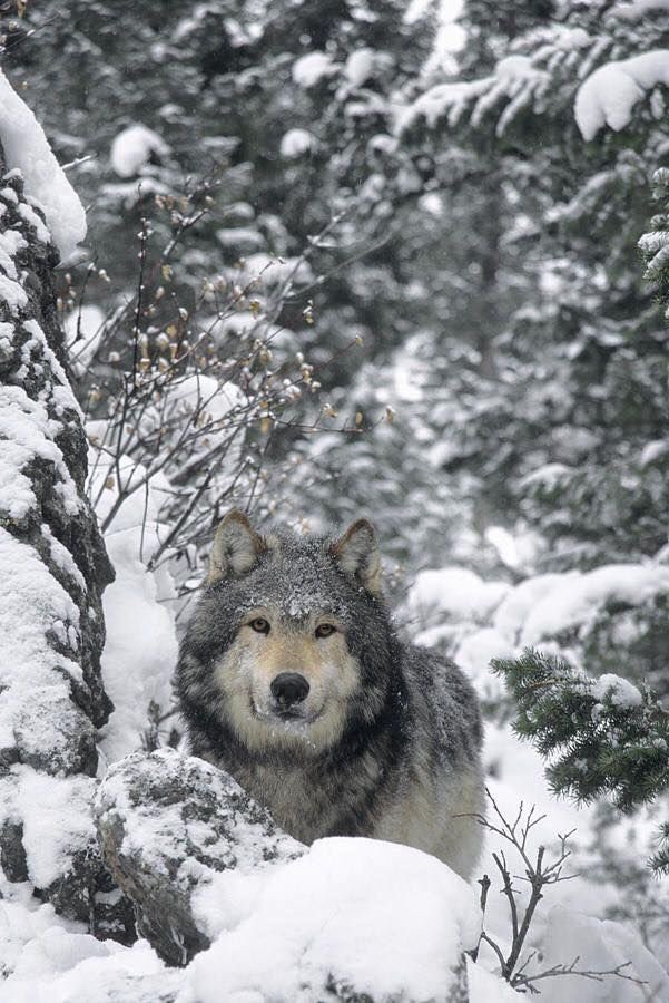 jackwolfewolves tweet picture