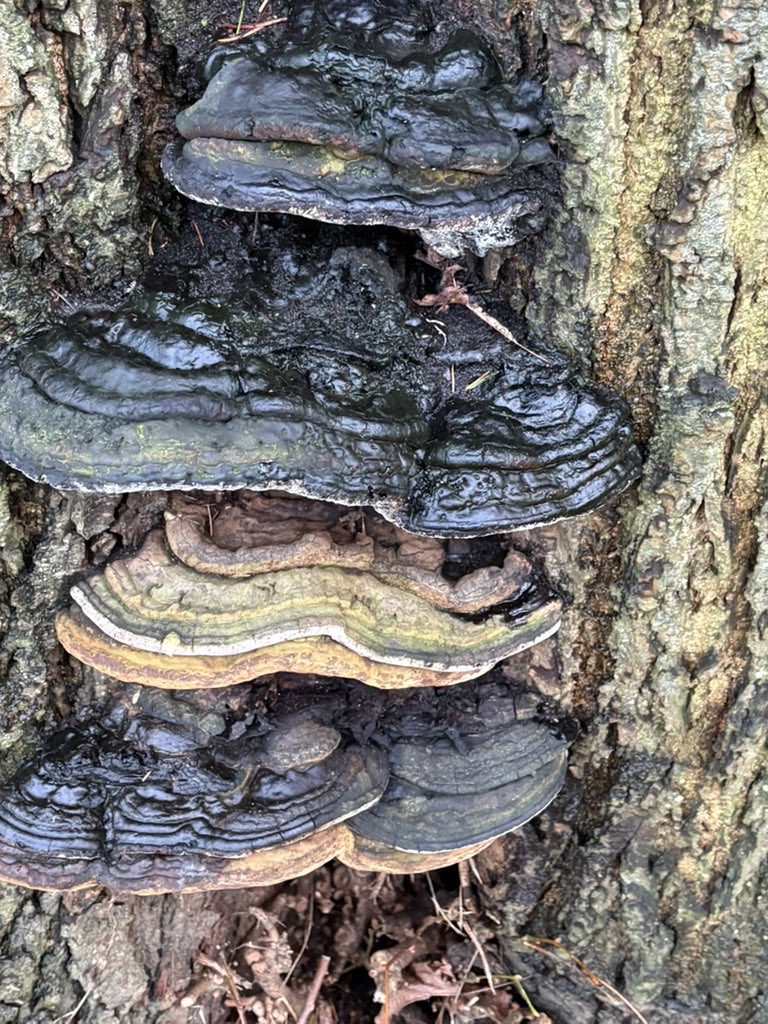 Annunziata Rees-Mogg tweet media