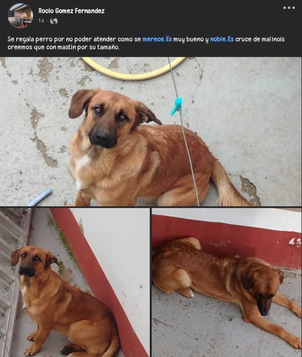 Caso externo. 

#PaternadelCampo, #Huelva.

Este amiguito necesita #adopcionresponsable y nos piden ayuda para darle visibilidad al caso. Cualquier información, si se quiere adoptar o lo que sea, contactad por Facebook a la mujer de la publicación. Rt.

#PaternaAnimalista