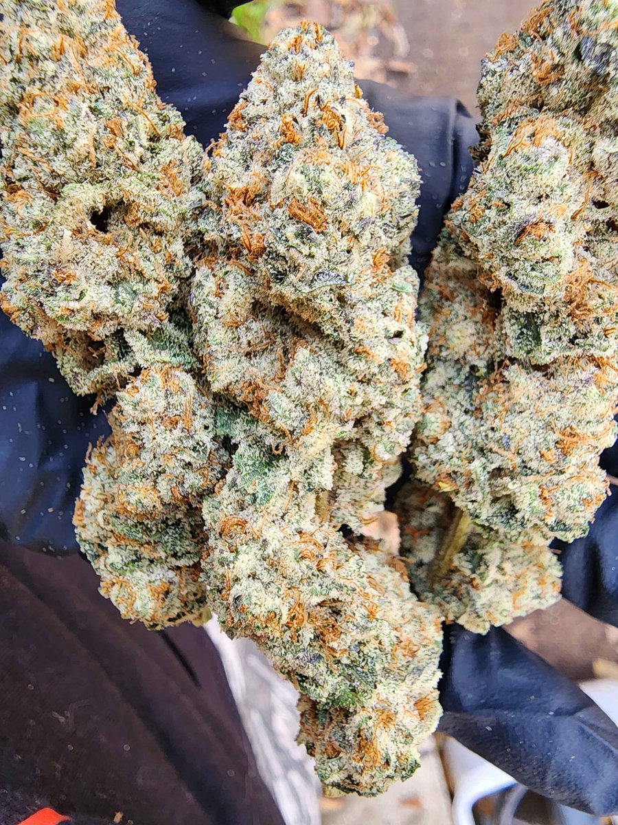 Mrrobot307's tweet photo. Frutarian bred by @MainelyGenetics pheno #4
Absolutely coated. Dense structure with loud color contrast.
Sweet fruit-forward nose layered with earth and spice.
Flavor stays consistent from start to finish
#terps #StonerFam #Homegrown #cannabisculture #cannabisismedicine #fruit https://t.co/JNZ7OKyKq5