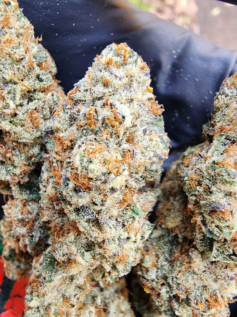 Mrrobot307's tweet photo. Frutarian bred by @MainelyGenetics pheno #4
Absolutely coated. Dense structure with loud color contrast.
Sweet fruit-forward nose layered with earth and spice.
Flavor stays consistent from start to finish
#terps #StonerFam #Homegrown #cannabisculture #cannabisismedicine #fruit https://t.co/JNZ7OKyKq5