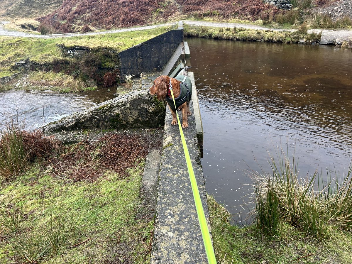 CloranKay's tweet photo. Sunday walkies 🌧️🌧️🌧️ https://t.co/L3umUVvxOl