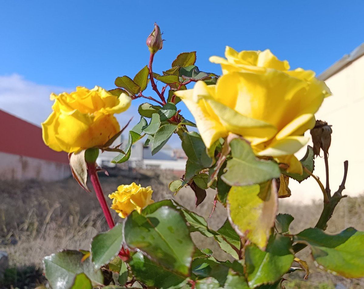 Rosas de enero #compartetufotodeldía #1florcadadía #quenofaltenlasflores