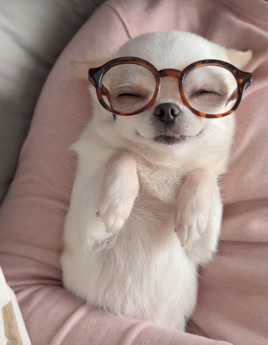 💖 (@twaniimals) on Twitter photo 