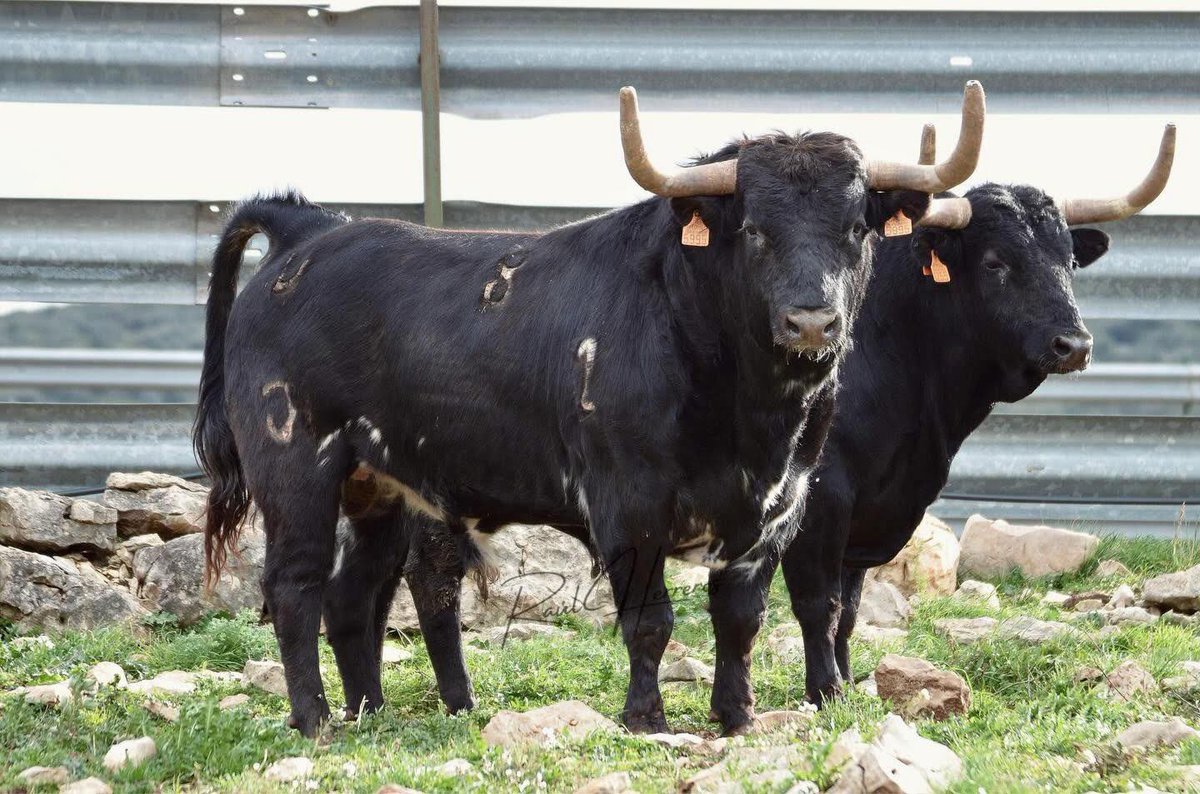 Toro de Dehesa de Guadarrama para adquirido por la Peña El Desmadre para San Marcos 2026 en Arroyo del Ojanco (Jaén).