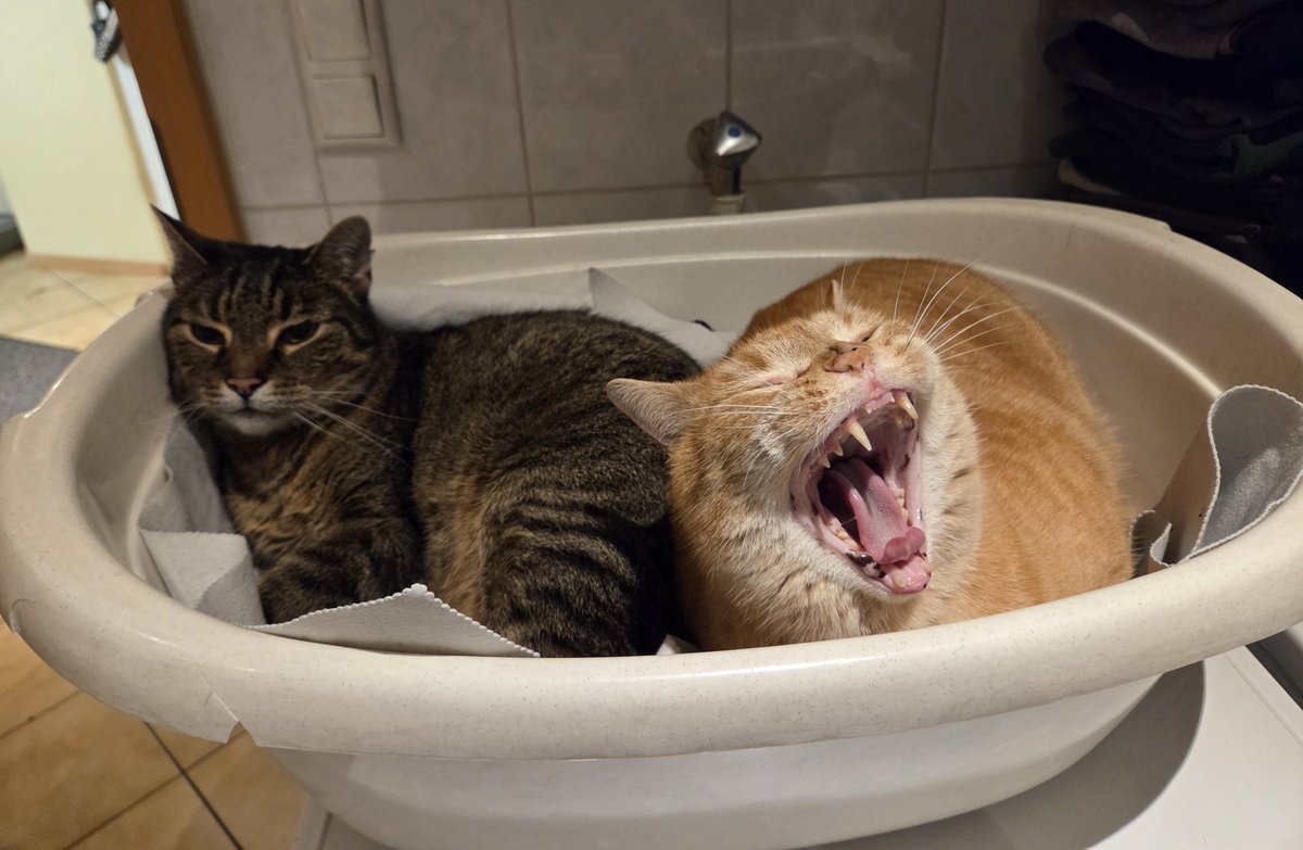 EnergyBorder's tweet image. Kater Ron: Ich kenne das Rezept für Glück nicht, aber ich bin mir sicher, dass eine Katze darin vorkommt.