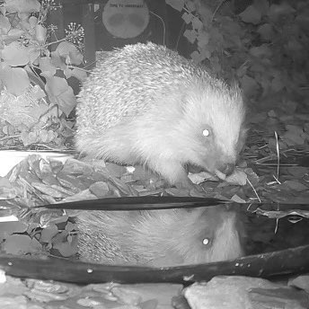 @wild_hogcam tweet media