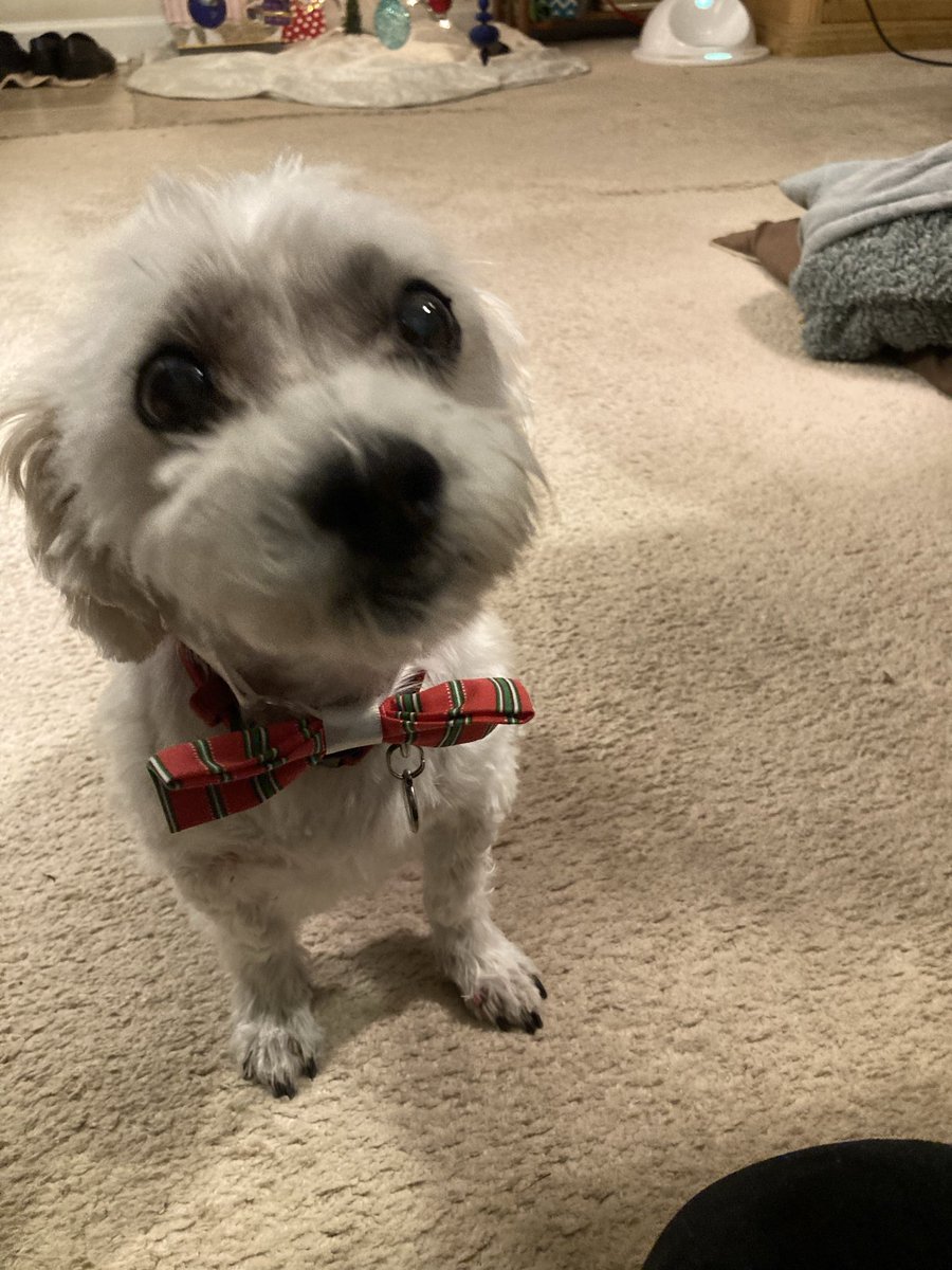 Pouncer's tweet photo. @buitengebieden Ollie the Wonder Dog says happy birthday! He would like to gift you the opportunity to give him belly rubs. https://t.co/Ih9C0xdzKn