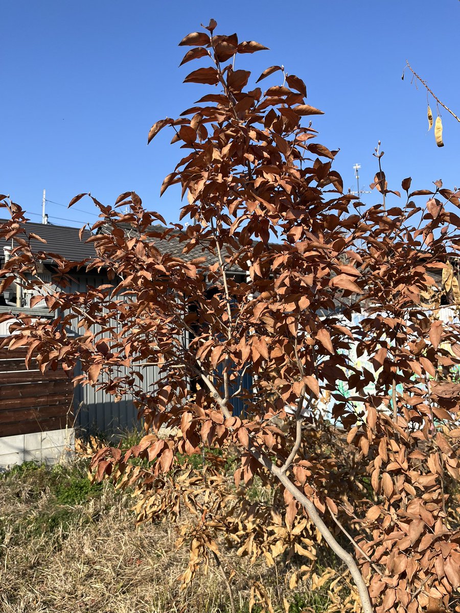 BedandBicycle's tweet photo. 月1回の生き物調査の日。スイセンも咲いてます。4枚目の写真の虫はなんでしょう？虫の知識が全然追いつかない…
#BB広場 https://t.co/8uJc0XjkOf