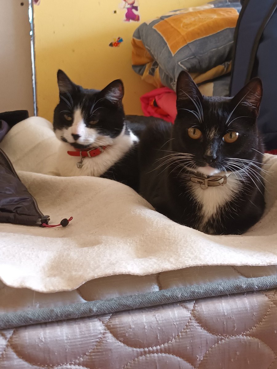 tendouslover's tweet image. hola, mi casa fue una de las afectadas en penco. no había nadie en mi casa asi que no pude salvar a mis animalitos. POR FAVOR, si alguien ve a algunos de estos gatitos hablarme aquí, al ig vlnlovesari o al número y +56944328833 los necesitamos #penco #incendio #lirquen #Biobio