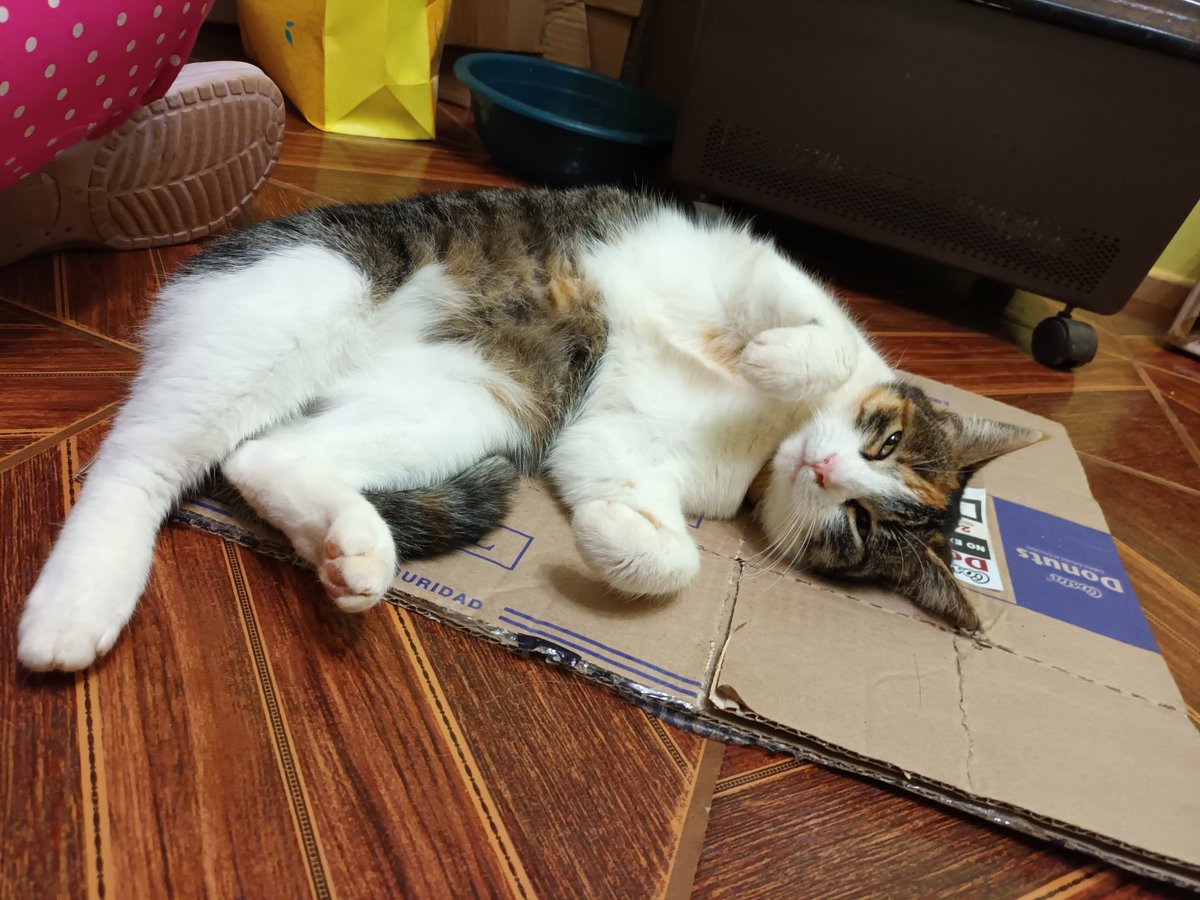 tendouslover's tweet image. hola, mi casa fue una de las afectadas en penco. no había nadie en mi casa asi que no pude salvar a mis animalitos. POR FAVOR, si alguien ve a algunos de estos gatitos hablarme aquí, al ig vlnlovesari o al número y +56944328833 los necesitamos #penco #incendio #lirquen #Biobio