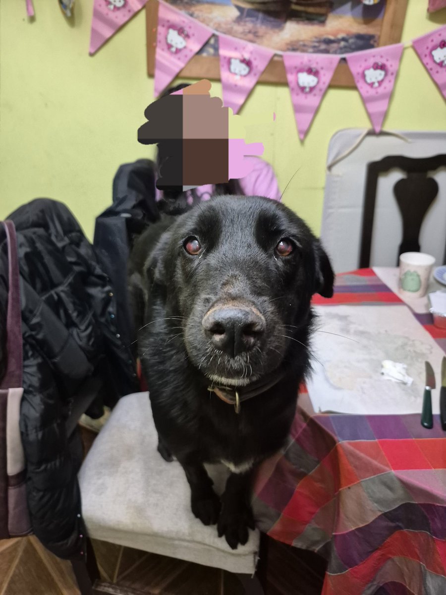 tendouslover's tweet image. e igual se buscan a mis 4 perritas. Kiara, Marie y negra. Mi familia no estaba en mi casa y no pudo los dejaron pasar a buscarlas ya que mi sector se quemó completo, estamos desesperados. sector villa Miramar Geo Chile #penco #lirquen #biobio #IncendiosForestales