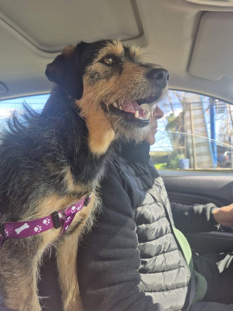 tendouslover's tweet image. e igual se buscan a mis 4 perritas. Kiara, Marie y negra. Mi familia no estaba en mi casa y no pudo los dejaron pasar a buscarlas ya que mi sector se quemó completo, estamos desesperados. sector villa Miramar Geo Chile #penco #lirquen #biobio #IncendiosForestales