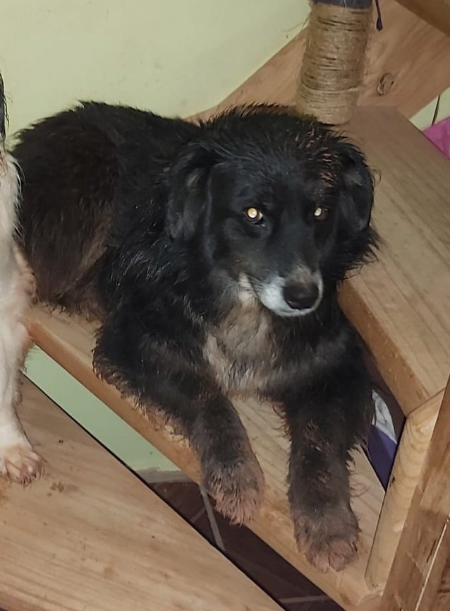 tendouslover's tweet image. e igual se buscan a mis 4 perritas. Kiara, Marie y negra. Mi familia no estaba en mi casa y no pudo los dejaron pasar a buscarlas ya que mi sector se quemó completo, estamos desesperados. sector villa Miramar Geo Chile #penco #lirquen #biobio #IncendiosForestales