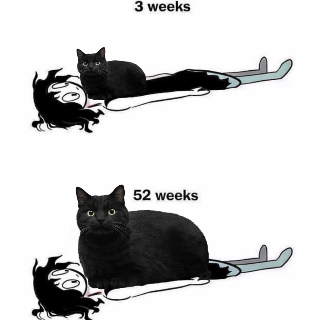 We don't deserve cats 😺 (@catsareblessing) on Twitter photo 