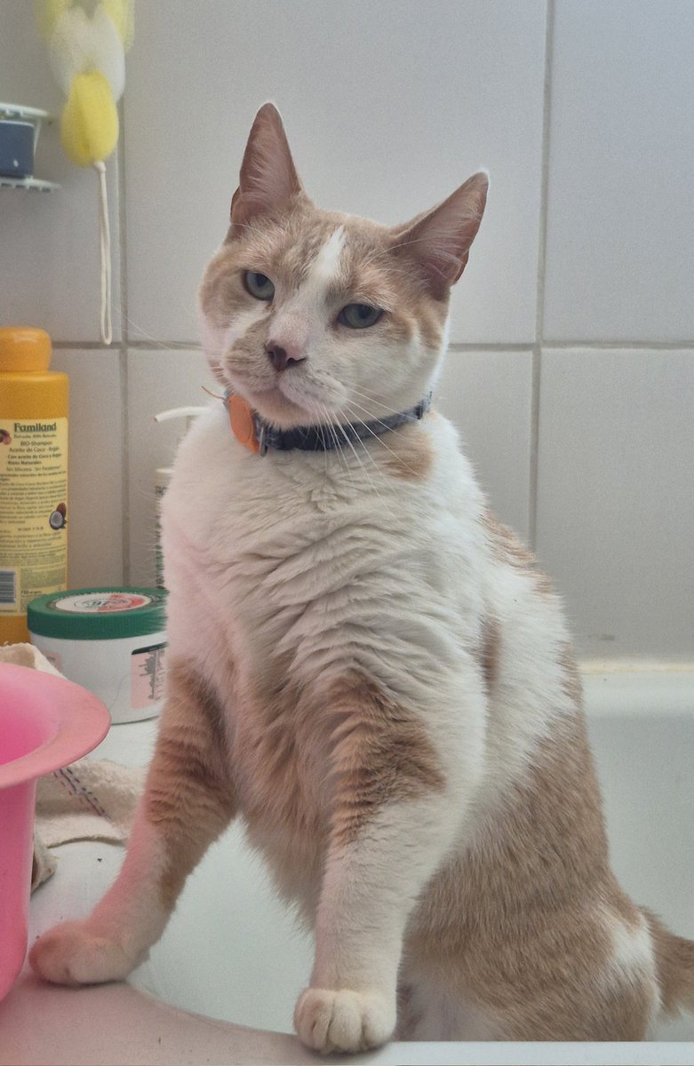 tendouslover's tweet image. hola, mi casa fue una de las afectadas en penco. no había nadie en mi casa asi que no pude salvar a mis animalitos. POR FAVOR, si alguien ve a algunos de estos gatitos hablarme aquí, al ig vlnlovesari o al número y +56944328833 los necesitamos #penco #incendio #lirquen #Biobio