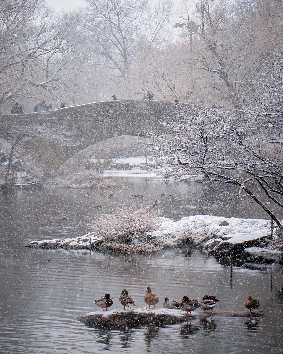 Jsfdajsg's tweet image. The stone bridge in snow is like a painting.