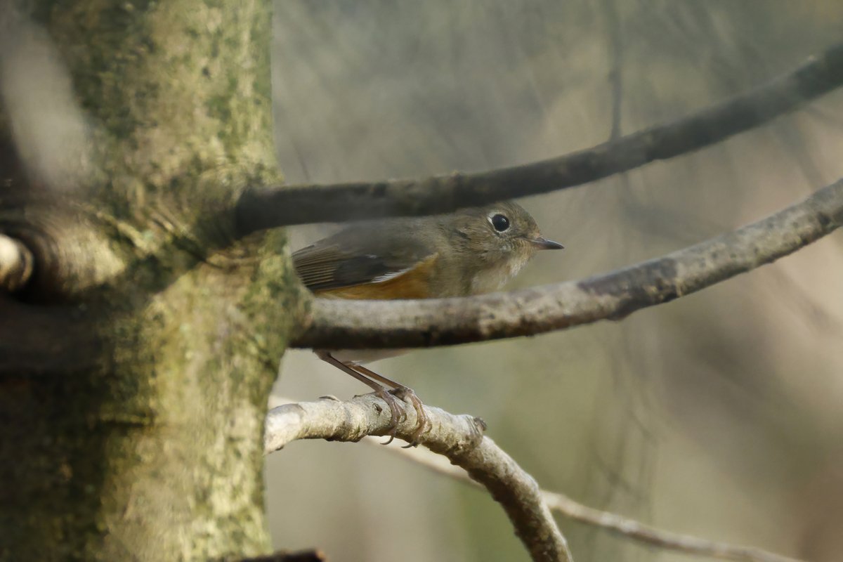 Shaun Ferguson 🇿🇦🇬🇧🏴󠁧󠁢󠁳󠁣󠁴󠁿 tweet media