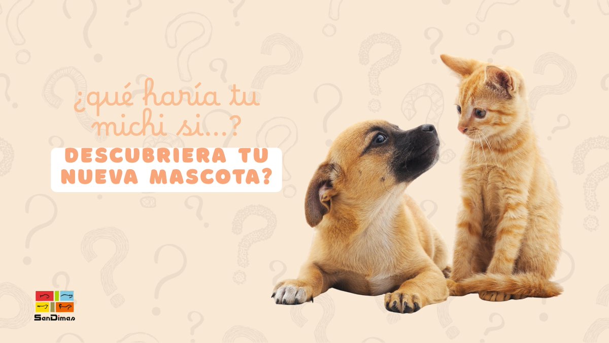 ¿Qué pasaría si tu gato descubriera tu nueva mascota? 

A) Se acercaría con cautela 😼
B) La olfatearía mil veces hasta asegurarse de que no es un intruso 👃
C) Terminarían compartiendo el sofá… aunque con mucha vigilancia 👀

#sandimas #finde #juegosfinde
