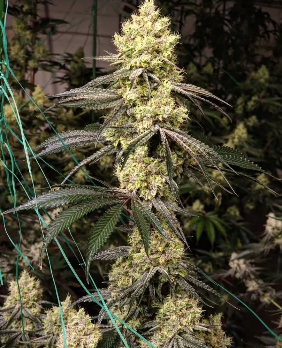 _StonersRUs_'s tweet image. This plant prevents seizures.

This plant slows tumor growth.

This plant treats multiple sclerosis.

This plant helps with pain.