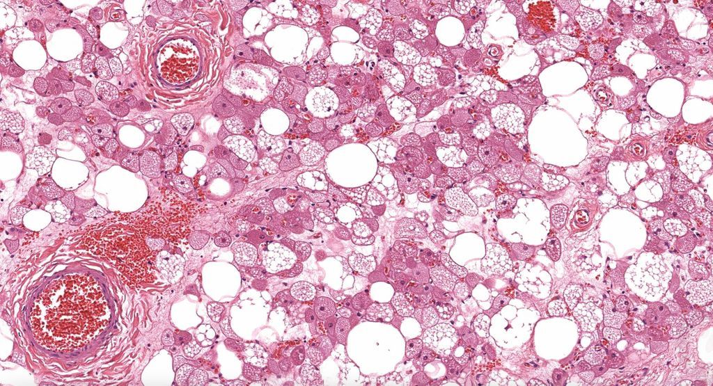 Jerad Gardner, MD tweet media