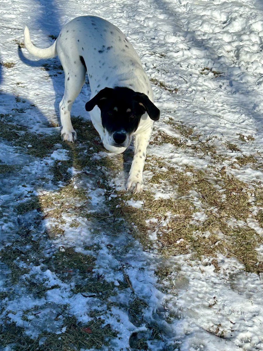 sixtaters's tweet photo. When it comes to playing ball, Luna is all about buissness, it’s definitely 💯 her thing #mixedbreeddog #supermutt #AdoptDontShop https://t.co/YV3uR4nxjV