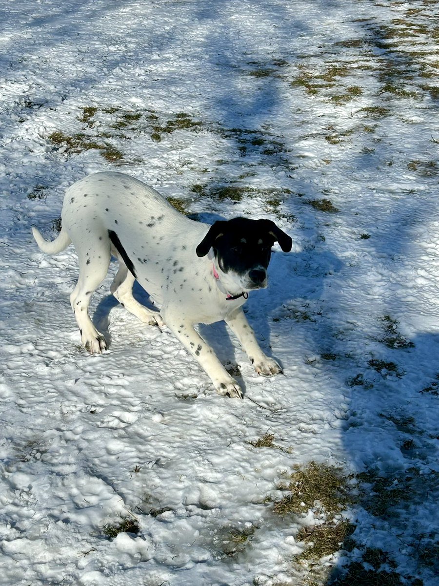 sixtaters's tweet photo. When it comes to playing ball, Luna is all about buissness, it’s definitely 💯 her thing #mixedbreeddog #supermutt #AdoptDontShop https://t.co/YV3uR4nxjV