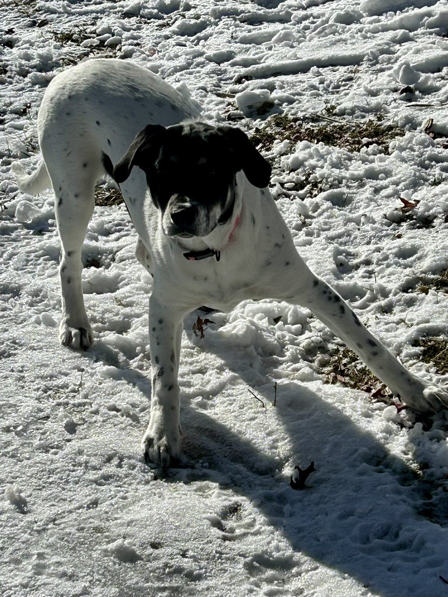 sixtaters's tweet photo. When it comes to playing ball, Luna is all about buissness, it’s definitely 💯 her thing #mixedbreeddog #supermutt #AdoptDontShop https://t.co/YV3uR4nxjV