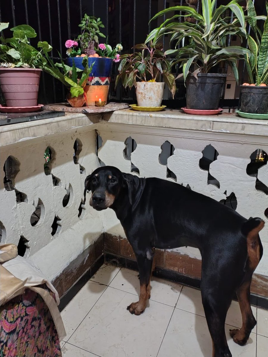 For every dog whose life was taken due to human cruelty and apathy. 💔
From homes to streets across India, candles burned in silence, 
for their lives, their innocence, and the love they gave so freely.
Their memory lives on. 🕯️🤍

#SaveIndianDogs #BeAPalForAnimals