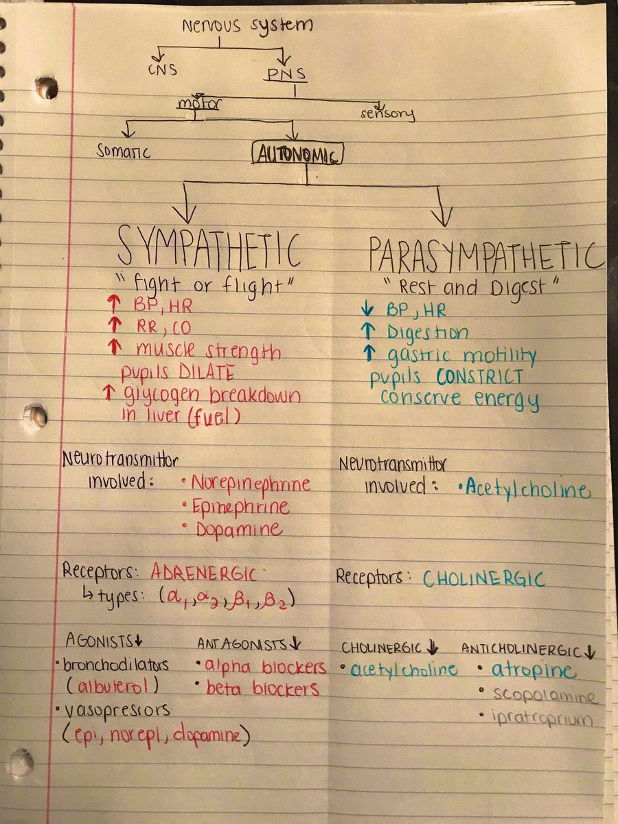 abdulhamid_199's tweet photo. اللي في السنوات الاولى من التخصصات الصحية
 جبت لك ملخص عن  ( Nervous System ) 

موضوع مهم جدا 
واذا فهمته راح يختصر عليك فهم الكثير من الامراض 

افضل ملخص راح تشوفه 
ليته كان معي ايام الجامعة https://t.co/jrf93cGMW0