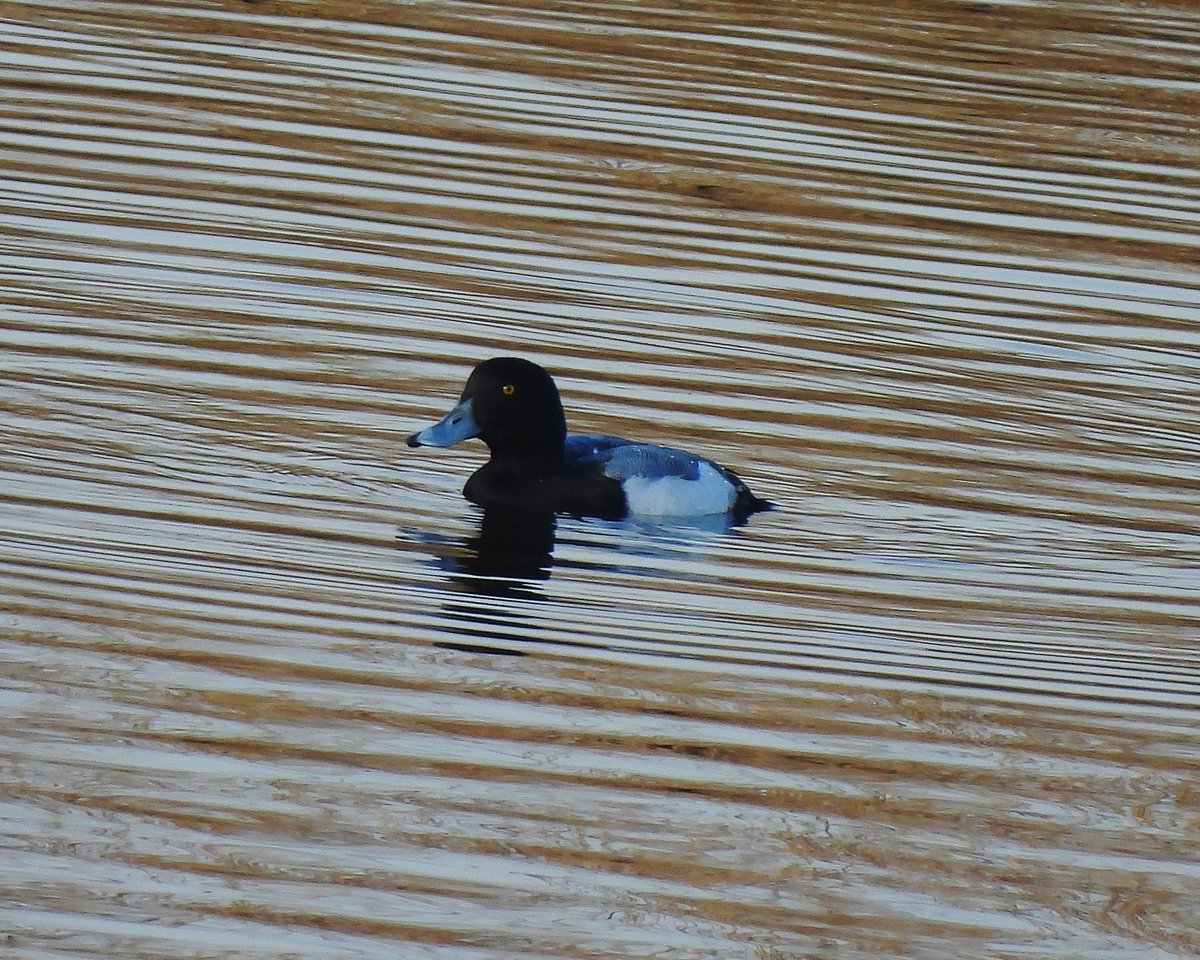 Dave Boult tweet media