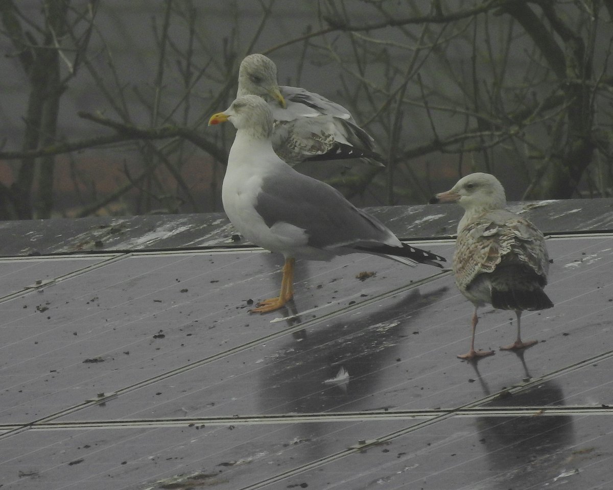 Dave Boult tweet media