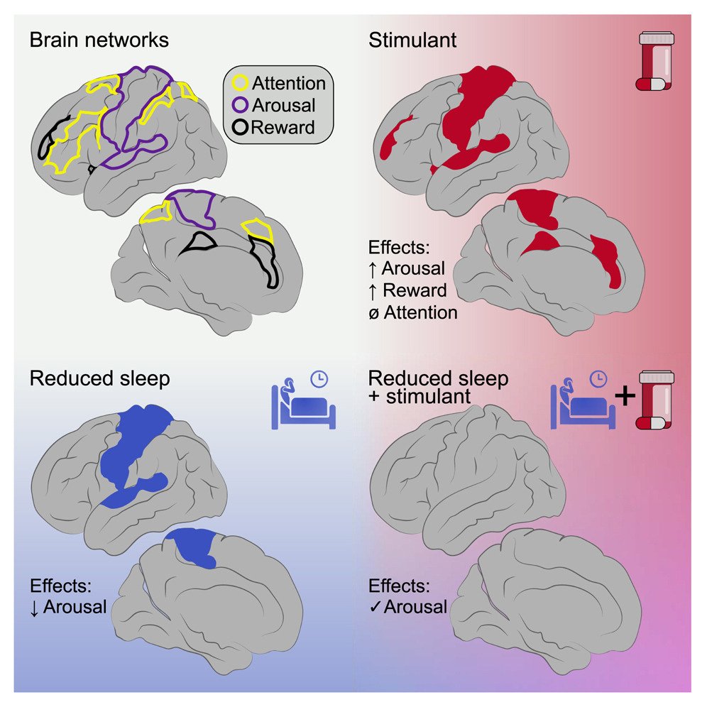 Interesante reflexión sobre el TDAH (leer hasta el final)

Estudio que muestra que los stimulant medications (ej, methylphenidate, lisdexamfetamine) no actúan sobre redes de atención. 

Su efecto es vía reward/salience y arousal ((reward/salience = valor percibido + motivación