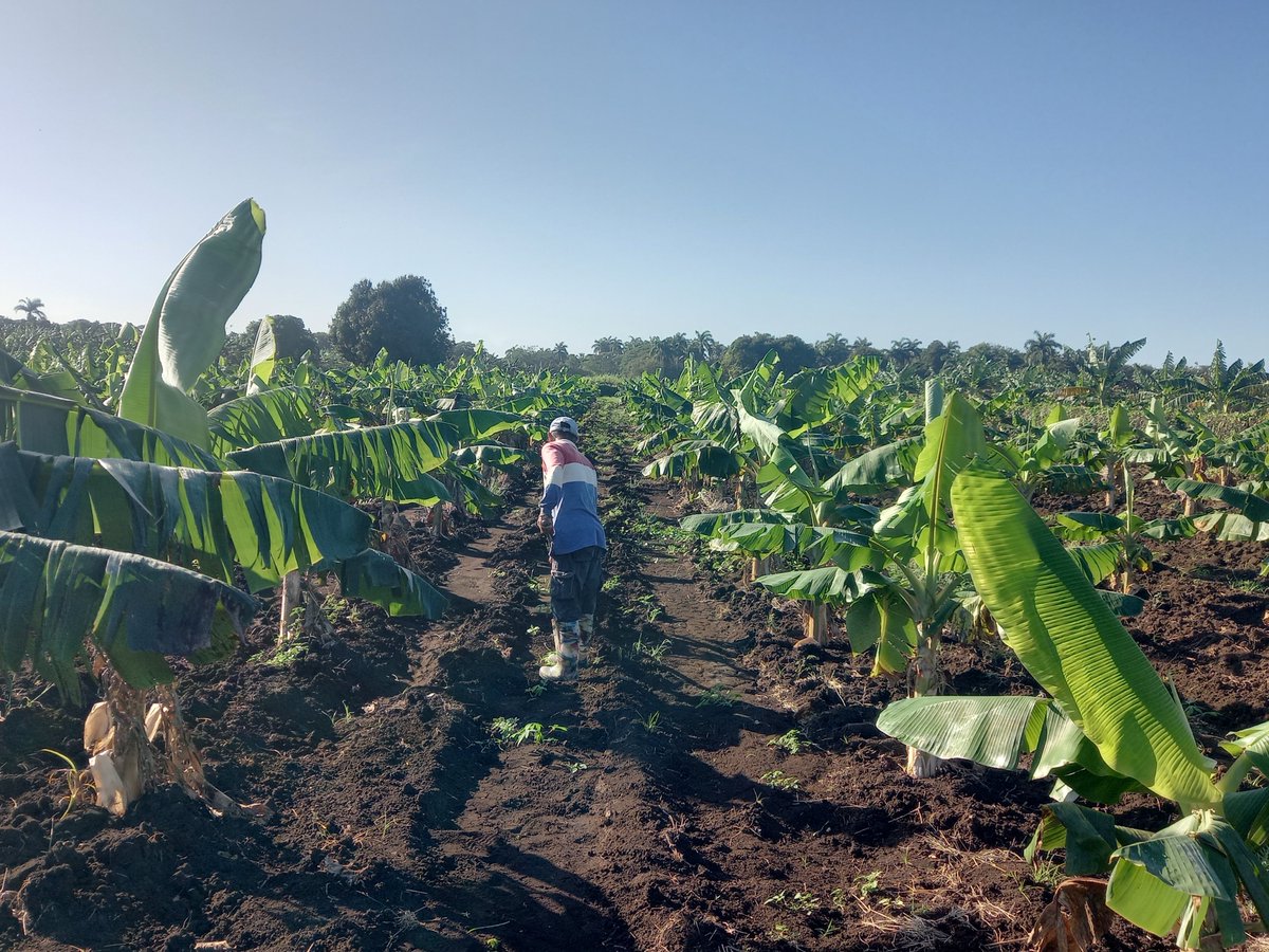 En Jobabo se trabaja fuerte  para imponerse a las dificultades y producir alimentos #LasTunas #PorLasTunasLaVictoria #SíSePuede #PorUn26EnEl26