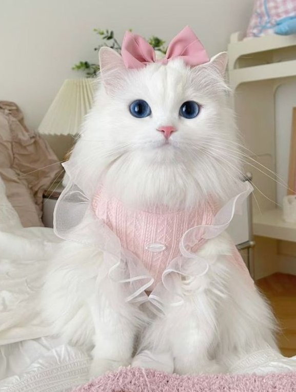 dearest_junseo's tweet image. 