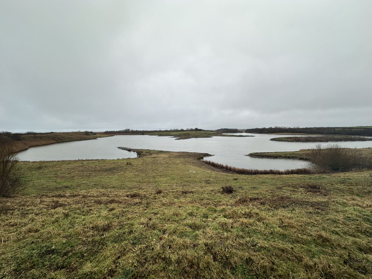 Wuchereria1's tweet photo. Although it was a bit wet and foggy today I went for a nice walk at Hauxley Nature Reserve @NorthWildlife which is just at the north end of Druridge bay in Northumberland. Lovely walk and some good spots including a red breasted merganser and some Goldeneye. https://t.co/So3KeRxpgE